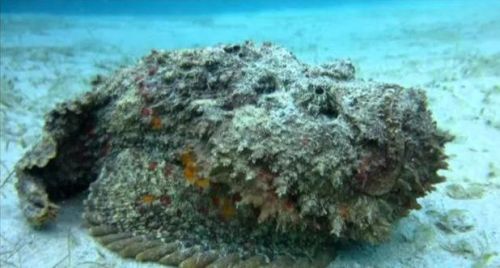 十大最毒动物排行榜(毒性最强的第一名是谁)插图3