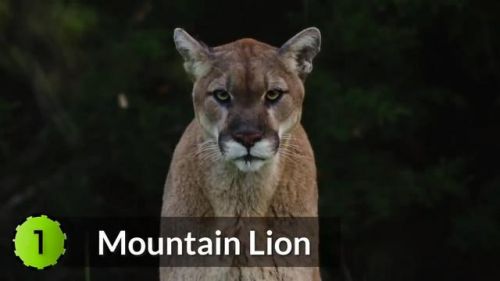 最强的猫科动物排行榜(所有猫科动物实力排名)插图27