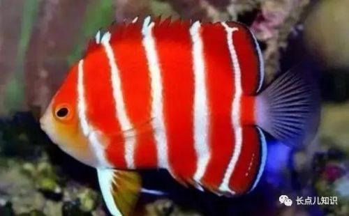 十大观赏鱼价格排行榜(世界十大最贵的鱼排名)插图3 十大观赏鱼价格排行榜(世界十大最贵的鱼排名)插图3