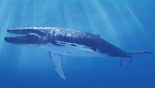 十大巨兽排行榜国语版(全球十大猛兽)插图9