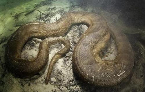 史上最大的动物排行榜(世界上最大的动物 前十名)插图14 史上最大的动物排行榜(世界上最大的动物 前十名)插图14