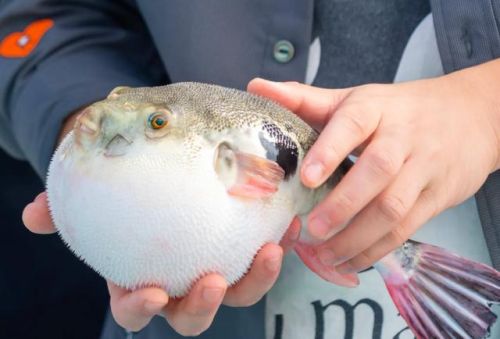 中国最好吃的鱼排行榜(十大营养价值最高的鱼)插图1