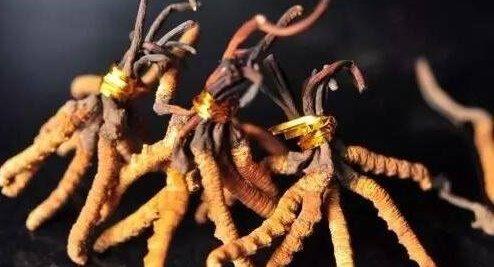 最贵的中药材排行榜(中国十大名贵药材)