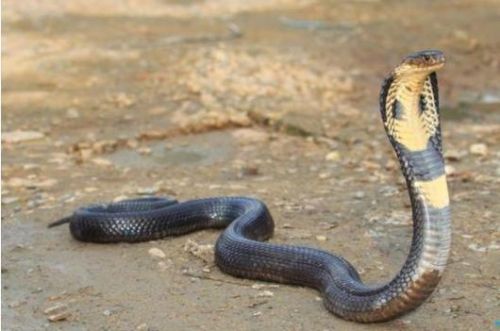 十大最毒动物排行榜(毒性最强的第一名是谁)插图8