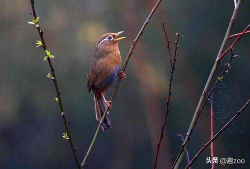十大粘人鸟排行榜(排名前10最粘人的动物)插图2 十大粘人鸟排行榜(排名前10最粘人的动物)插图2
