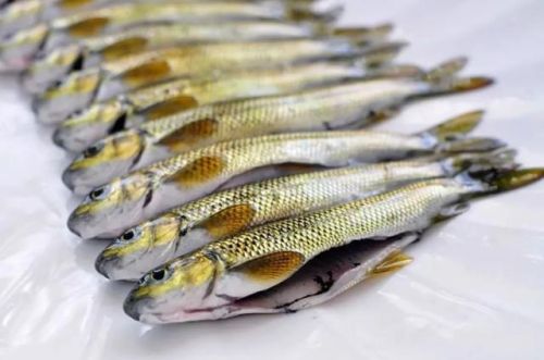 中国最好吃的鱼排行榜(十大营养价值最高的鱼)插图8