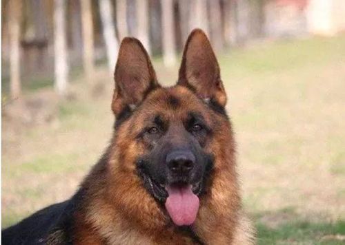 十大忠诚犬排行榜(凶猛又忠诚的大型犬)插图11