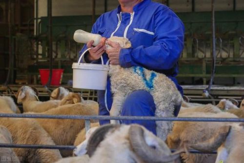 兽用消毒液10大品牌排行榜(猪场消毒液十大排名)插图 兽用消毒液10大品牌排行榜(猪场消毒液十大排名)插图