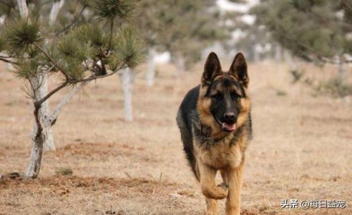 世界十大禁犬排行榜(中国十大禁养犬分别是)插图9 世界十大禁犬排行榜(中国十大禁养犬分别是)插图9