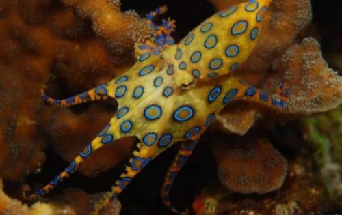 十大最毒动物排行榜(毒性最强的第一名是谁)插图7