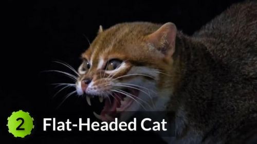 最强的猫科动物排行榜(所有猫科动物实力排名)插图24