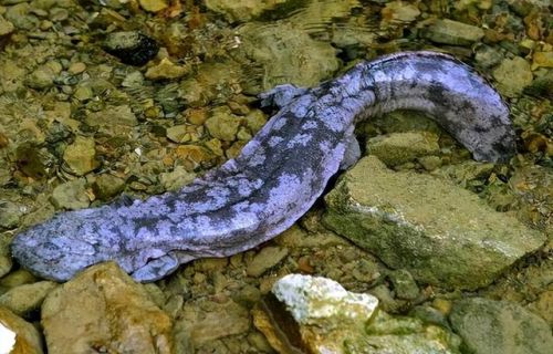 史上最大的动物排行榜(世界上最大的动物 前十名)插图9 史上最大的动物排行榜(世界上最大的动物 前十名)插图9