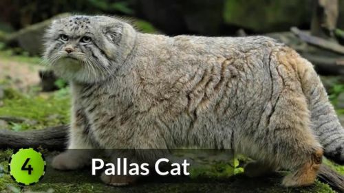 最强的猫科动物排行榜(所有猫科动物实力排名)插图15