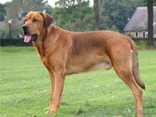 世界十大禁犬排行榜(中国十大禁养犬分别是)插图3 世界十大禁犬排行榜(中国十大禁养犬分别是)插图3