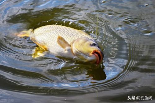 十大鱼线品牌排行榜(世界十大顶级鱼线品牌)
