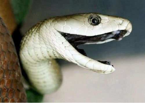 世界毒蛇排行榜前100名(世界上唯一没有血清的蛇)