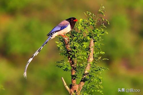 十大粘人鸟排行榜(排名前10最粘人的动物)插图4 十大粘人鸟排行榜(排名前10最粘人的动物)插图4