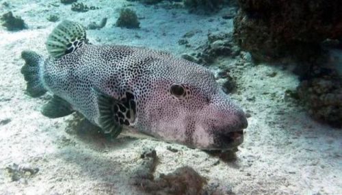 十大最毒动物排行榜(毒性最强的第一名是谁)插图1