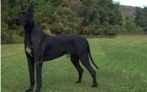 中大型犬排行榜(中型犬品种大全 排名)插图