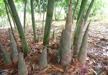 什么竹笋排名前十好吃(竹笋)插图1