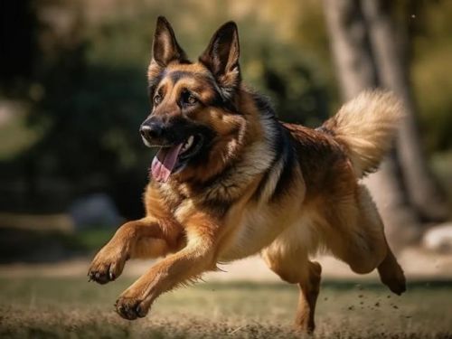 宠物犬价格排行榜(狗价格一览表2023)插图1 宠物犬价格排行榜(狗价格一览表2023)插图1