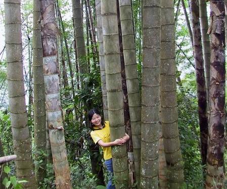 什么竹笋排名前十好吃(竹笋)插图