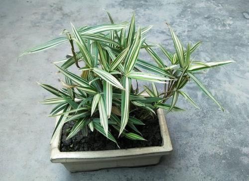 什么竹笋排名前十好吃(竹笋)