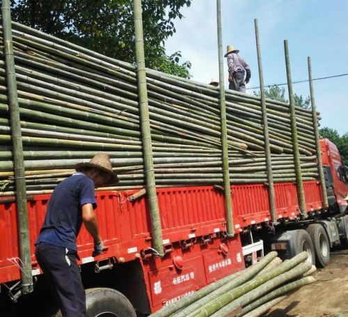 什么竹笋排名前十好吃(竹笋)插图2