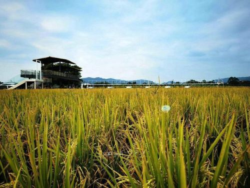 增城好玩的地方排行榜(广州增城区旅游景点)插图17