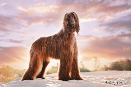 贵族狗的品种排行榜(十大最漂亮小型犬)插图3