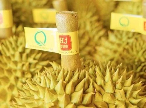 进口榴莲的品牌排行榜(榴莲品牌公司十大排名)插图2 进口榴莲的品牌排行榜(榴莲品牌公司十大排名)插图2