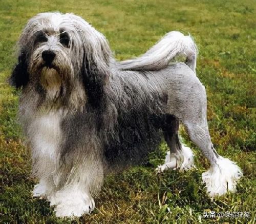 贵族狗的品种排行榜(十大最漂亮小型犬)插图5