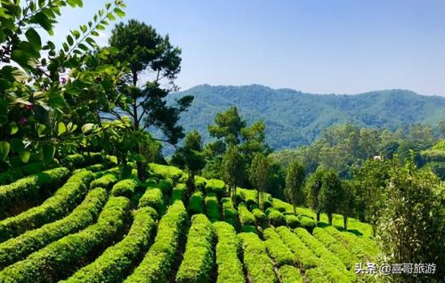 梅州旅游景点排行榜(梅州一日游最佳去处)插图5 梅州旅游景点排行榜(梅州一日游最佳去处)插图5