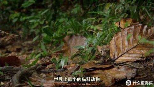 最好玩的网页排行榜(页游排行)插图16