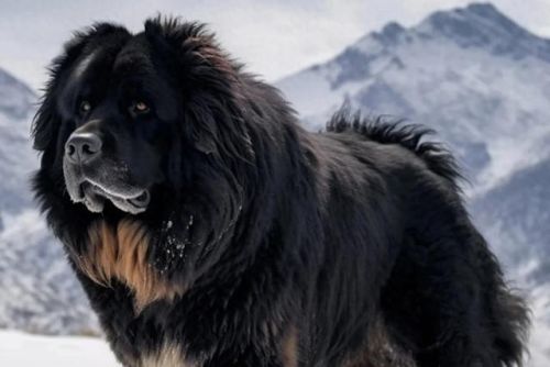 宠物犬价格排行榜(狗价格一览表2023)插图 宠物犬价格排行榜(狗价格一览表2023)插图