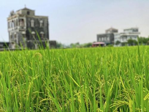 江门好玩的地方排行榜(江门蓬江区有什么好玩的地方)插图 江门好玩的地方排行榜(江门蓬江区有什么好玩的地方)插图