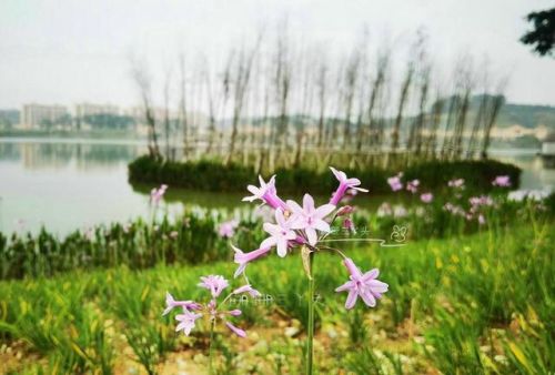 增城好玩的地方排行榜(广州增城区旅游景点)插图7