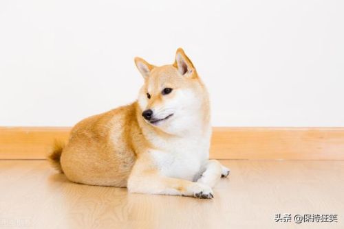 贵族狗的品种排行榜(十大最漂亮小型犬)插图2