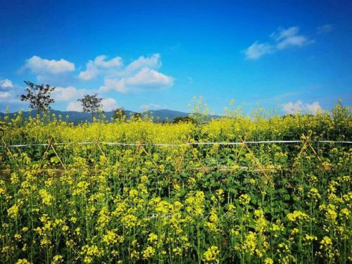 增城好玩的地方排行榜(广州增城区旅游景点)插图18