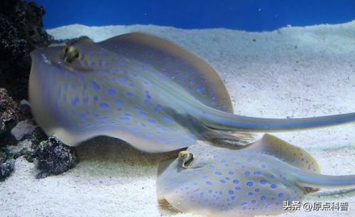 世界最臭美食排行榜(世界上十大最臭的食物是什么)插图16 世界最臭美食排行榜(世界上十大最臭的食物是什么)插图16