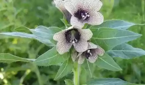 上古十大治疗(治疗类风湿药十大排名)插图1