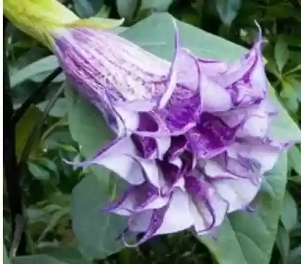 上古十大治疗(治疗类风湿药十大排名)插图2