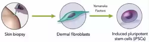 2020十大干细胞公司(中国干细胞公司排名)插图1 2020十大干细胞公司(中国干细胞公司排名)插图1