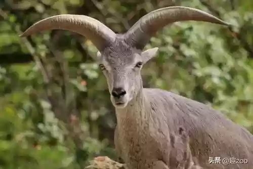 2018羊肉十大产区(中国十大名羊肉)