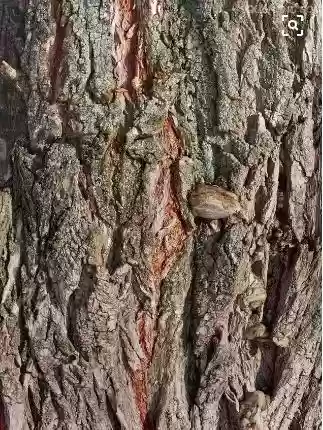 上古十大治疗(治疗类风湿药十大排名)