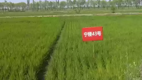 2016中国十大好吃米饭(全国最好吃的大米排行榜)插图1