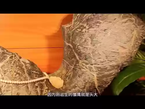 2019十大奇石(中国十大奇石)