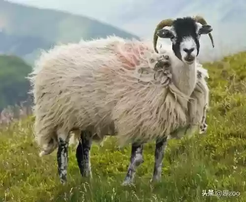 2018羊肉十大产区(中国十大名羊肉)插图2