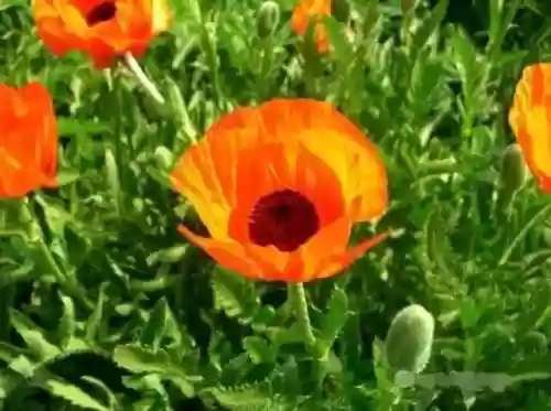 上古十大治疗(治疗类风湿药十大排名)插图