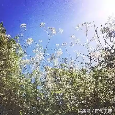 快手十大热门语句(快手怎么上热门)插图1 快手十大热门语句(快手怎么上热门)插图1